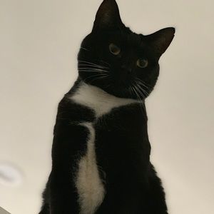 Meet your Posher, Frankie